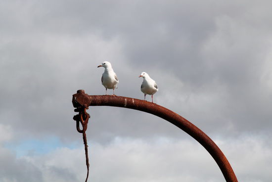 Die Möwen störts nicht - das Rostrot bildet einen netten Kontrast zum weißen Gefieder!