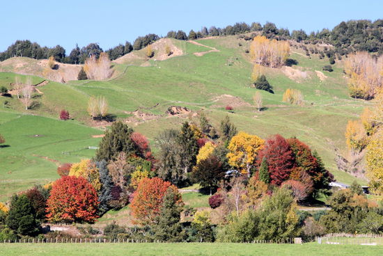 Indian Summer am Forgotten World Highway! Leider bedeutet die hübsche Laubfärbung, dass es sich um importierte Bäume handelt, denn die natürliche Vegetation in Neuseeland ist immergrün und kennt keinen Indian Summer. 