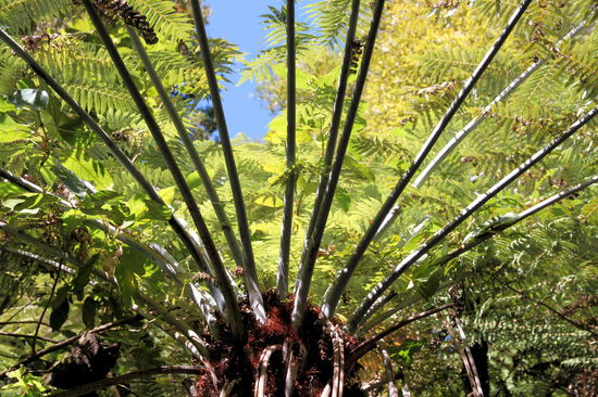 Auf der Wanderung sahen wir schöne Farne ...