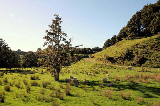 Neuseeland wie man es sich vorstellt.