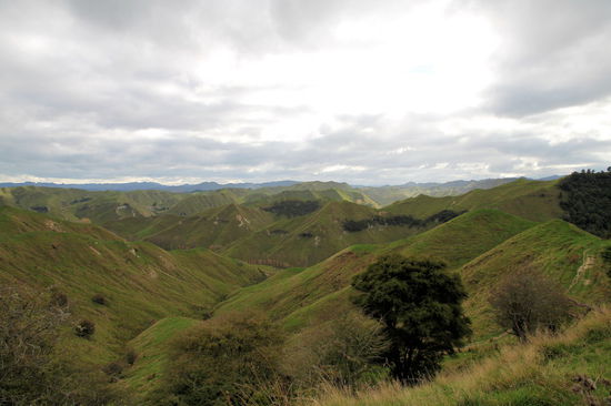 Nachdem wir die Westküste erkundet hatten (siehe nächstes Kapitel!) fuhren wir von Wanganui an der Küste über den Highway 4 erneut nach Taumarunui.