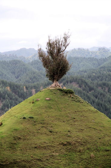 Dieser Baum thronte ganz einsam auf der Spitze des Hügels.