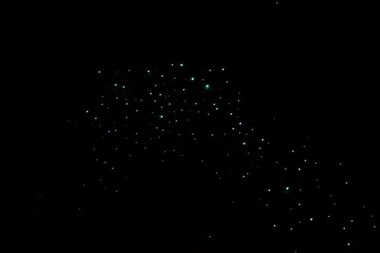 Ist es die Milchstraße oder einfach nur der tolle Sternenhimmel über Neuseeland?
Nein! Es sind Insekten an einer feuchten Felswand!