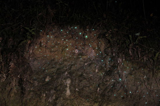 Hier die Glühwürmchen mit Blitz. Auf unserem Campingplatz in Taumarunui wurde uns diese tolle Schlucht mit Glühwürmchen empfohlen. Im Dunkeln fuhren wir zu der schön überwachsenen Minischlucht bei Kakahi.
