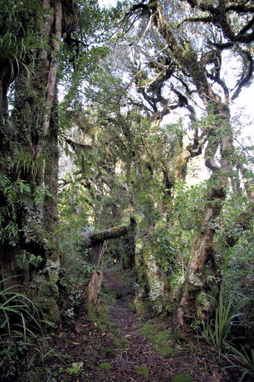 In East Egmont am Mountain House machten wir den Patea Loop Walk (ca. 1,5h). Ein wunderschöner Weg durch einen feuchten und vermoosten Wald.