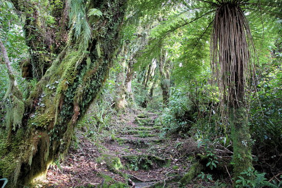 Der Wald wirkte sehr alt und hatte eine schöne 'Herr-der-Ringe'-Atmosphäre.