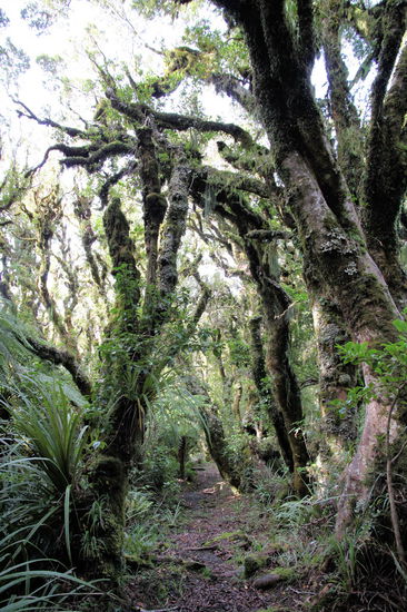 Könnten auch Ents sein, oder nicht?