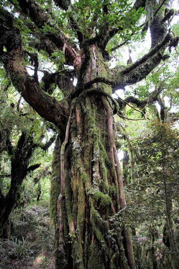 ... und Wurzeln (ich glaube es sind Wurzeln?).