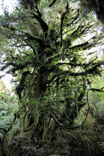 Den könnte man auch als Weihnachtsbaum nutzen. 