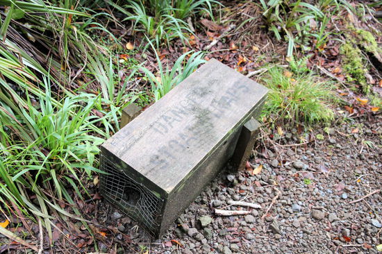 Aber auch dieser schöne Wald ist nicht sicher vor ungewollten tierischen Einwanderern. Immer wieder trafen wir auf Wieselfallen. Die Wiesel wurden ab den 1880er Jahren absichtlich in Neuseeland ausgesetzt um die Kaninchen- und Hasenpopulation zu kontrollieren. Leider dezimierten sie auch die einheimischen flugunfähigen Vögel sehr stark.