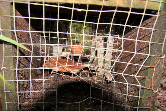 In der Mitte der Wieselfalle hängt ein Ei als Köder.