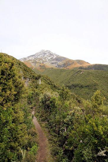 Am nächsten Tag fuhren wir nach North Egmont auf 960 Meter und wanderten dort den Veronica Rundweg (ca. 1,5h). Anschließend gönnten wir uns im Cafe des Visitor Centres noch Kaffee und Kuchen.