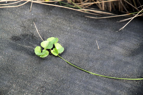 Den pechschwarzen Sand gab es aber nicht auf der Südinsel.