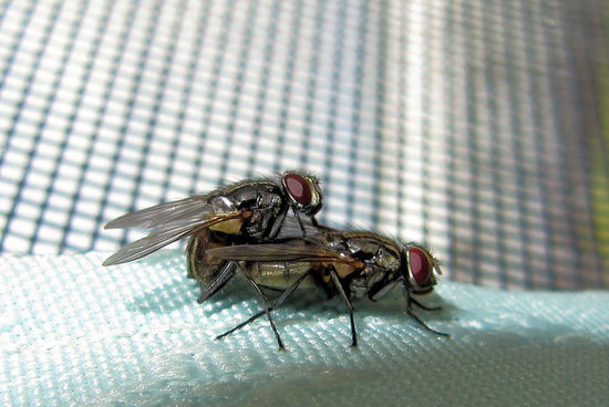 In unserem kleinen Campervan hatten wir derweil Besuch von zwei unzertrennlichen Fliegen! 