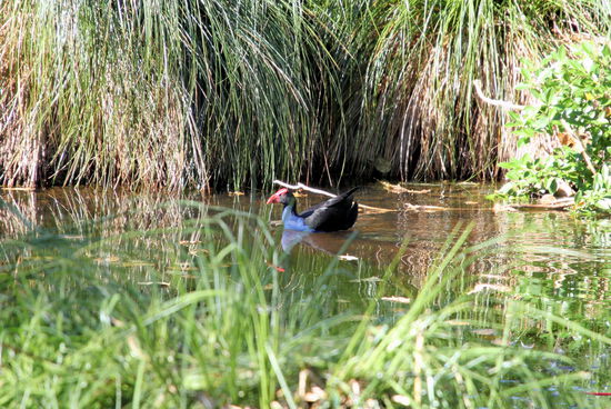 Wir gönnten uns im Waikokopu Cafe der Waitangi Treaty Grounds leckeren Kaffee und Kuchen. Ich hatte den Komplex der Waitangi Treaty Grounds bereits 2006 besucht und Lizzy war bei dem Eintrittspreis nicht in Entdeckerlaune. So genossen wir den Ausblick von der Terasse des Cafes (kann man rein ohne Eintritt zu zahlen) und beobachteten diesen bunten Vogel.