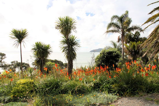 Anhand der Palmengewächse und wunderschönen Blumen wird deutlich, dass man sich in Northland in einem subtropischen Klima befindet.