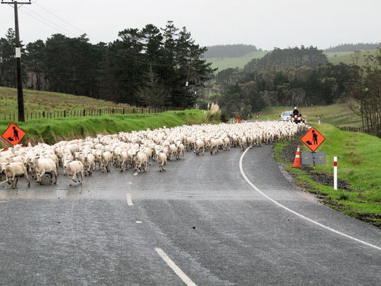 Nach elf Wochen Neuseeland das erste Mal, dass wir von einer Schafherde zum Halten gezwungen wurden. 