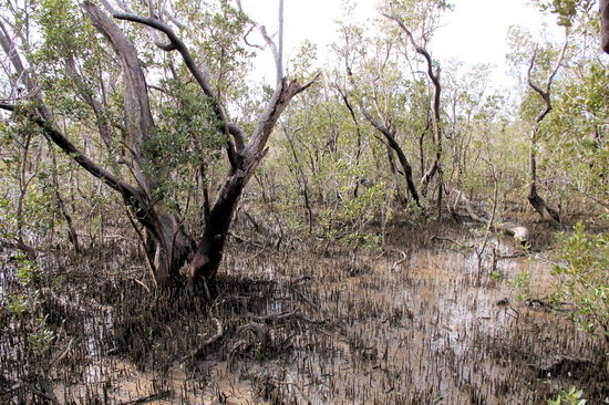 In Rawene machten wir den 'Rawene Mangrove Walkway'.