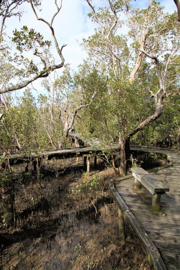 Über Plankenwege konnte man direkt durch die Mangroven laufen.
