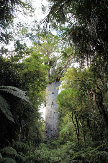 Dies hier ist der größte bekannte Kauri-Baum in Neuseeland - der 'Tane Mahuta' oder auch 'Lord of the Forest'. Er hat eine Stammhöhe von 17,7m, eine Gesamthöhe von 51,5m und ist ca. 2.000 Jahre alt!
Der Baum ist riesig und sehr beeindruckend. Ganz unten am Stamm steht die kleine Lizzy (ist aber im Bild schwer zu erkennen).