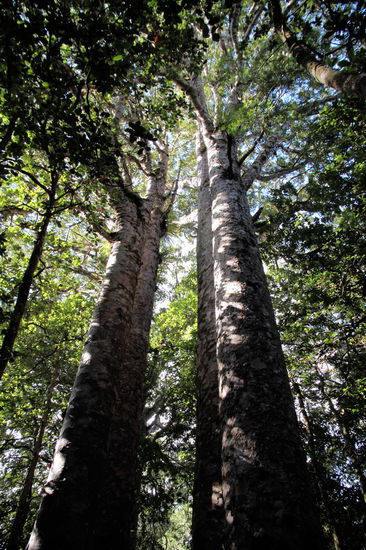 Als nächstes sind wir zu den 'Four Sisters', vier großen Kauri-Bäumen die sehr nah beieinander gewachsen sind.