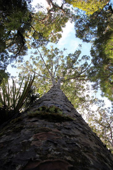 Die Höhe der Kauri-Bäume ist sehr beeindruckend.