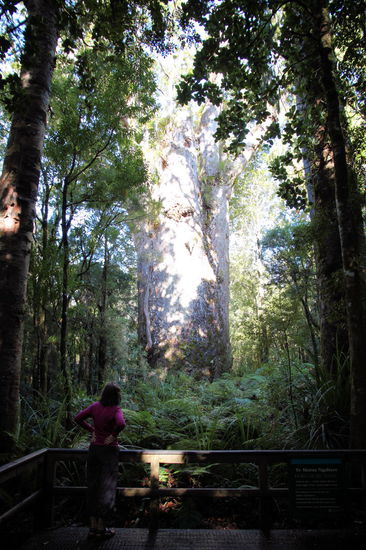 Zuletzt schauten wir uns noch 'Te Matua Ngahere', den 'Father of the Forest' an. Der zweitgrößte bekannte lebende Kauri-Baum hat eine Stammhöhe von 10,2m und eine Gesamthöhe von 29,9m. Im Vergleich zum 'Lord of the Forest' hat er aber den größeren Stammumfang (16,4m zu 13,8m).
