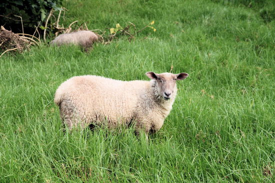 Zum Abschluss so vieler schöner Fotos aus Neuseeland noch einen 'Klassiker', den man überall in Neuseeland sieht. Dieses Schaf stand allerdings auf einer saftigen Weide in Northland. 