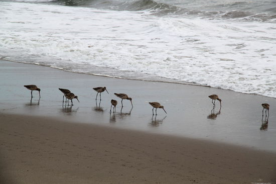 Die Vögel ließen sich jedenfalls nicht aus der Ruhe bringen.