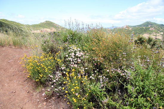 Es war eine sehr schöne Wanderung bei der wir viele hübsche Wildblumen und Vögel gesehen haben (u.a. viele Kolibris).