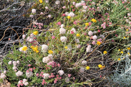 ... und noch mehr schöne Wildblumen und ...