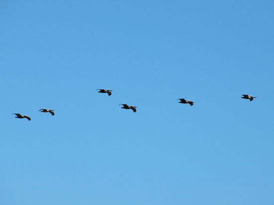 Über den Strand flogen immer wieder kleine Gruppen von Pelikanen.