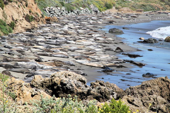 Der Strand war rappelvoll mit See-Elefanten.
