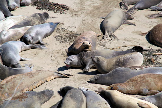 Wie bei deutschen Pauschalurlaubern die so eng aneinander am Strand liegen, gibt es auch unter den See-Elefanten ab und zu ein paar Rangeleien und Rumgemecker.