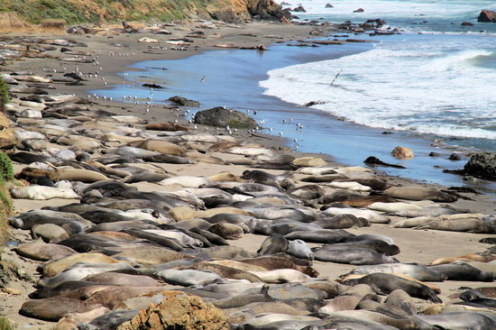 Für so viele Tiere herrschte insgesamt eine recht ruhige Atmosphäre am Strand.