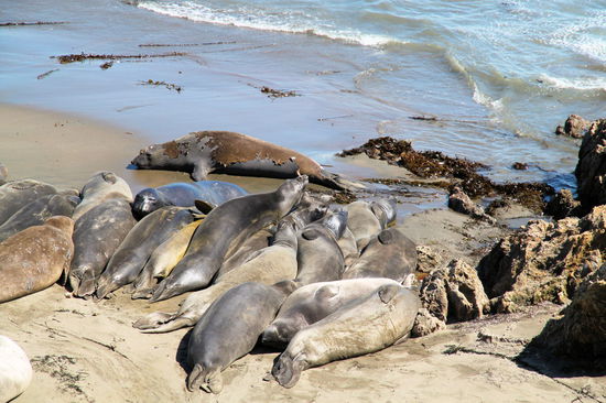 Im Hintergrund ein See-Elefant beim Fellwechsel.