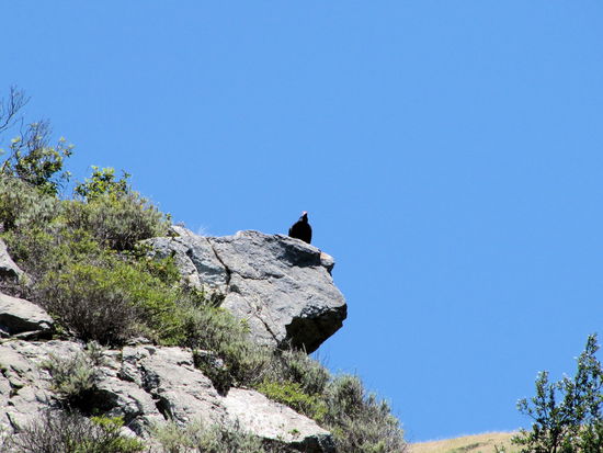 Bei einem der vielen Fotostopps wurden wir von einem Riesenvogel beobachtet. Ich glaube es war ein Geier und ich kam mir sofort vor wie in einem Western.