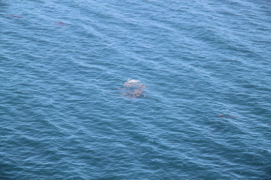 Von einem Aussichtspunkt aus sahen wir im Meer ein Bündel Algen/Plankton etc. rumtreiben. Erst bei genauerem Hinsehen sahen wir, dass ...