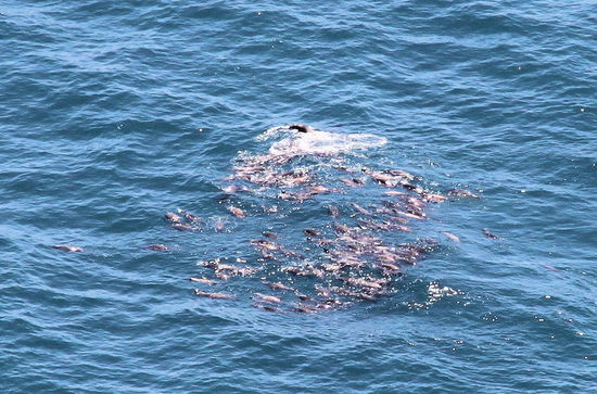 es sich um Robben handelte, die in einer großen Gruppe die Küste entlang zogen.