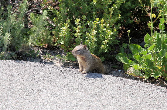 Auf einem Parkplatz bekamen wir tierischen Besuch von einem aufgewecktem squirrel ...