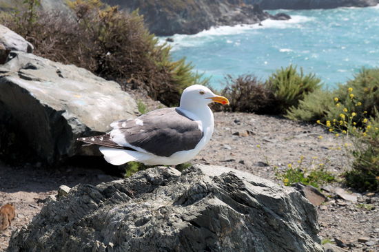 ... unter den wachsamen Blicken einer Möwe.
