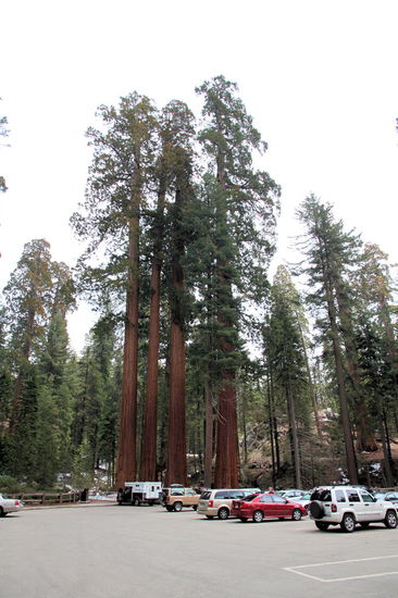 Nachdem wir brav unseren Eintritt bezahlt hatten, fuhren wir zum General Grant Tree und machten dort auf dem Parkplatz erst einmal Mittagspause. Die Autos bilden einen schönen Größenvergleich zu den riesigen Bäumen, wobei dies hier nur normalgroße Riesenmammutbäume am Parkplatz sind.