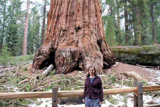 Frisch gestärkt liefen wir den Rundweg zum General Grant Tree. Unterwegs bestaunten wir bereits den ein oder anderen gewaltigen Riesenmammutbaum. Lizzy als Größenvergleich. 
