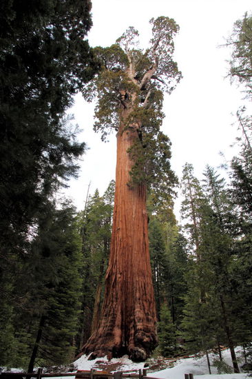 Der General Grant Tree. Bei den Ausmaßen ist der Baum schwer zu fotografieren. Der Riesenmammutbaum 'General Grant Tree' ist nach Volumen der zweitgrößte lebende Baum der Erde (über 1.300 Kubikmeter). Er ist ca. 1.700 Jahre alt, 82 Meter hoch und seit 1926 der 'Nation´s Christmas Tree'.