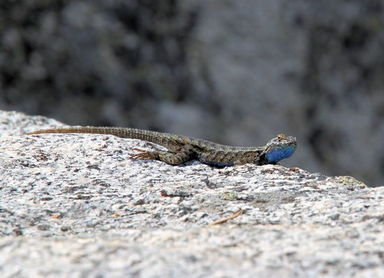 Hierbei beobachteten wir immer mal wieder etwas tierische Bewegung auf den Felsen. Im Bild die Variante mit blauem Kinn.