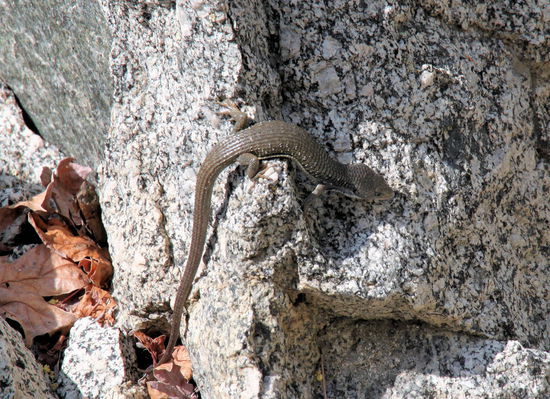Hier die eher unspektakuläre Variante in graubraun.
Auf dem Rückweg durch den Kings Canyon hielten wir an den Roaring River Falls.