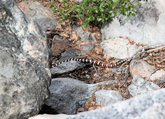 Als wir den kurzen Pfad zu den Wasserfällen entlangliefen, sahen wir eine Schlange, die neben dem Weg unter einem Stein verschwand. Trotz der Signalfarben handelt es sich um eine ungiftige Berg-Königsnatter.