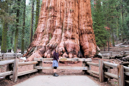 Lizzy als Größenvergleich am General Sherman Tree. Der General Sherman Tree ist ca. 1.900 bis 2.500 Jahre alt und der größte (nach Volumen) lebende Baum der Welt! Wirklich beeindruckend.