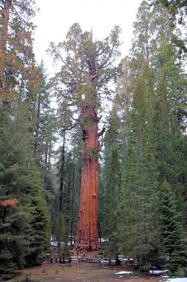 Unten an der Aussichtsplattform kann man Lizzy erahnen! 
Der General Sherman Tree ist zwar nur 83,8 Meter hoch (es gibt noch viel höhere Bäume), aber dafür ist es sehr dick. An der Stammbasis hat er einen Durchmesser von über 11 Metern und selbst in 50 Metern Höhe liegt der Durchmesser noch bei über 4 Metern, sodass er ein Volumen von fast 1.500 Kubikmetern (ohne Äste!) erreicht.