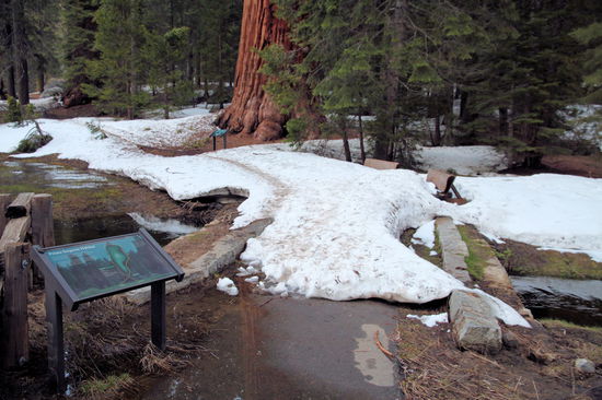 Anschließend wollten wir noch den Big Trees Trail laufen, aber wie man im Bild sieht, war er noch ziemlich zugeschneit und auf der Wiese, die der Rundweg umrundet waren Bären!